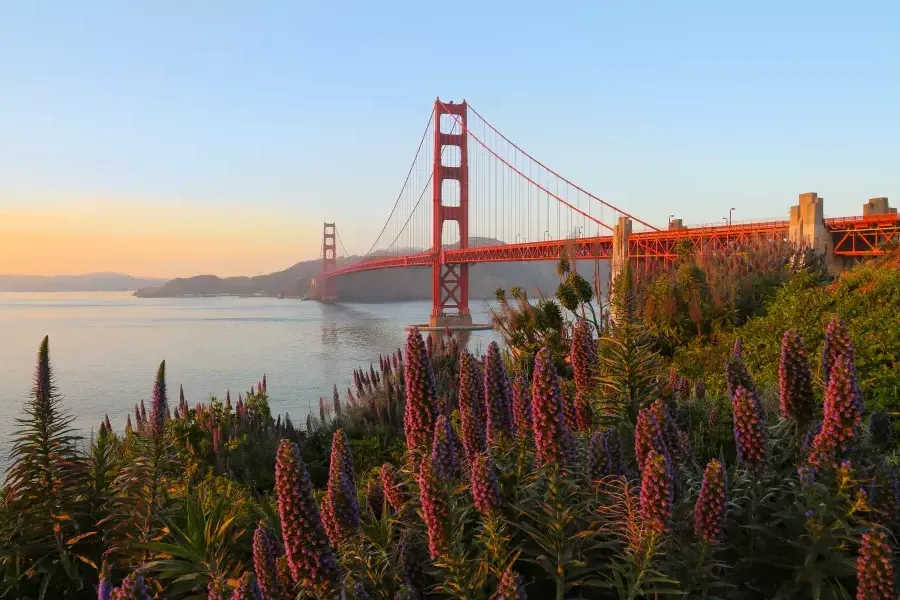 Abgebildet ist die Golden Gate Bridge mit großen Blumen im Vordergrund.